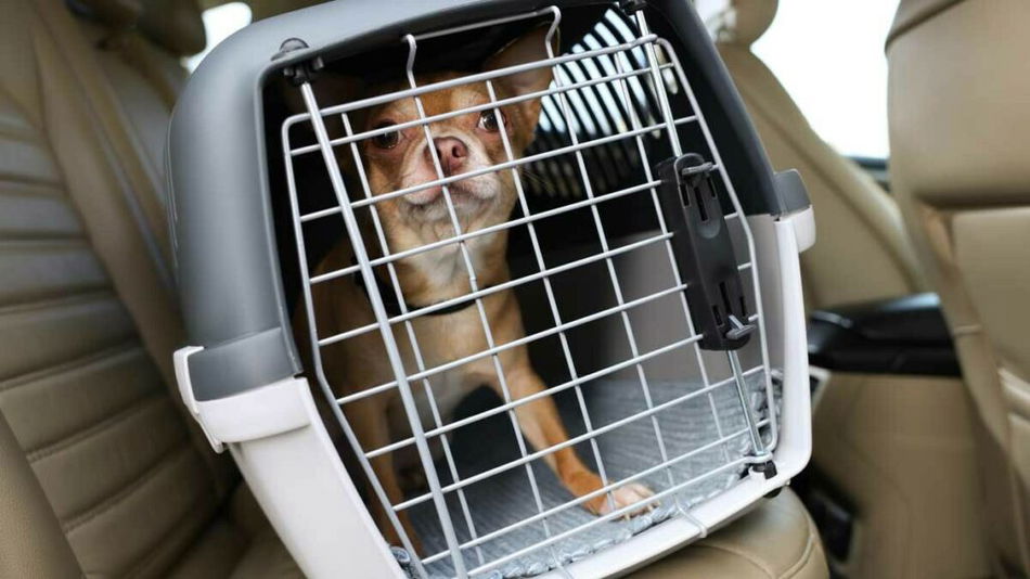 dog-in-crate-resized