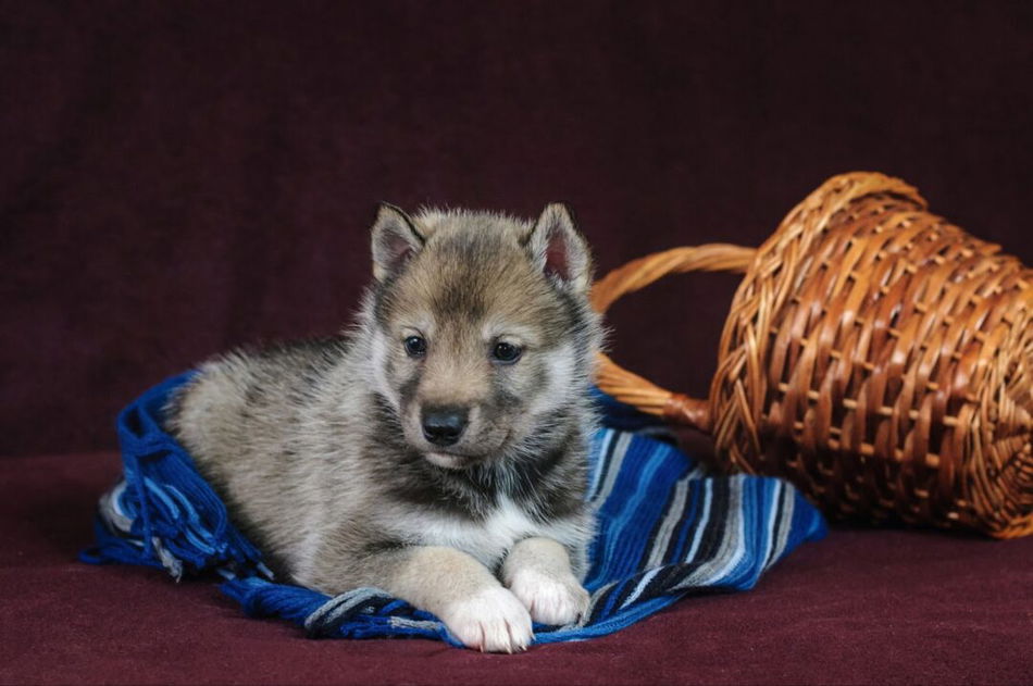 Agouti Husky: The Unique and Beautiful Husky That Looks Like A Wolf ...